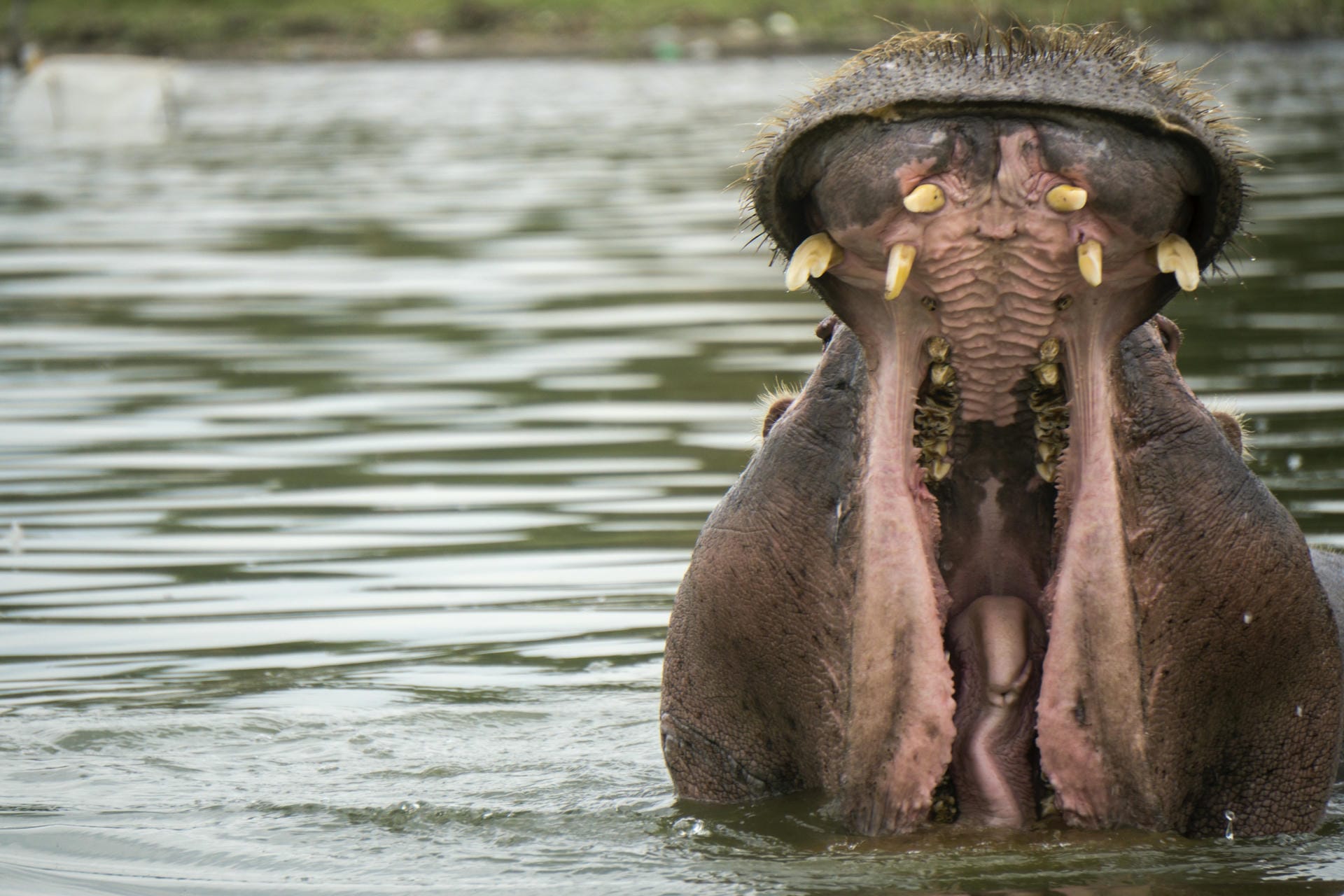 Hippos im Lake Naivasha