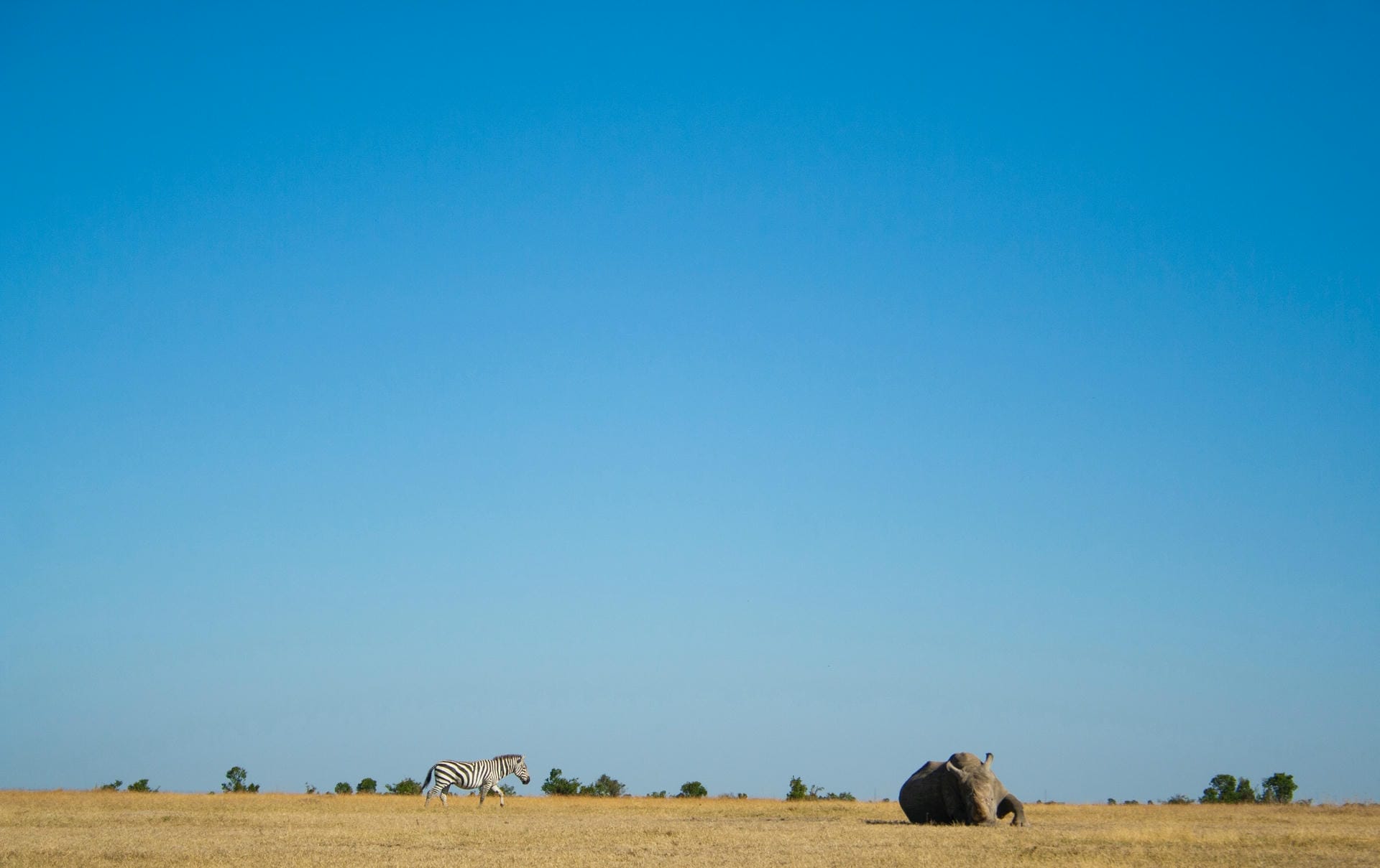 Geschützes Nashorn im Ol Pejeta Schutzgebiet