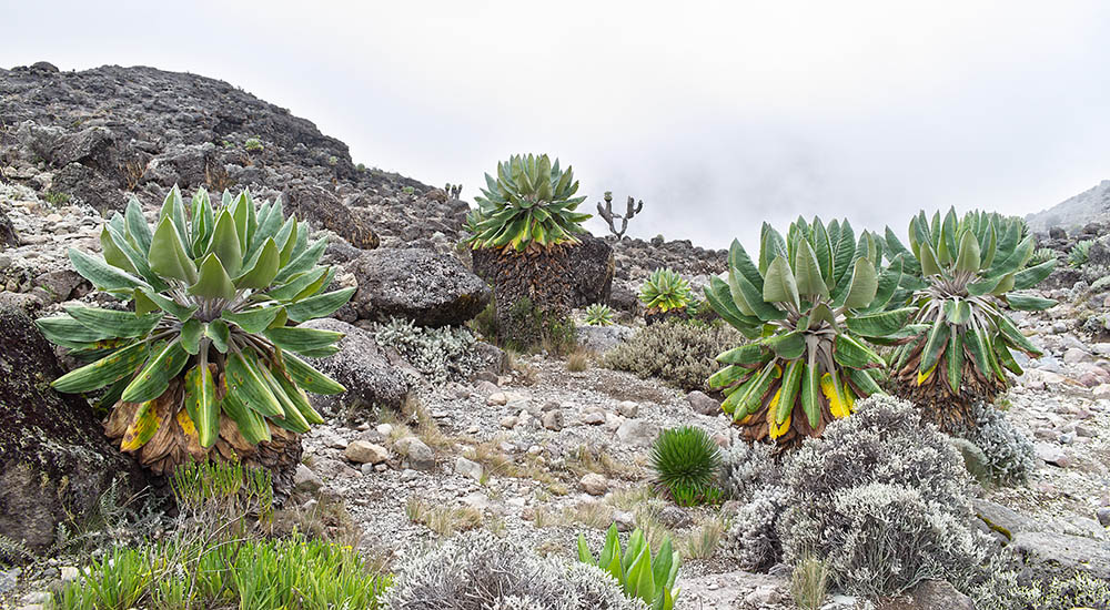 Höhenpflanzen auf dem Kilimanjaro