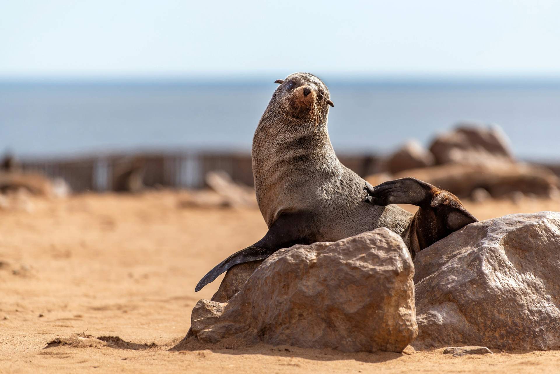 Seal colony at Cape Cross