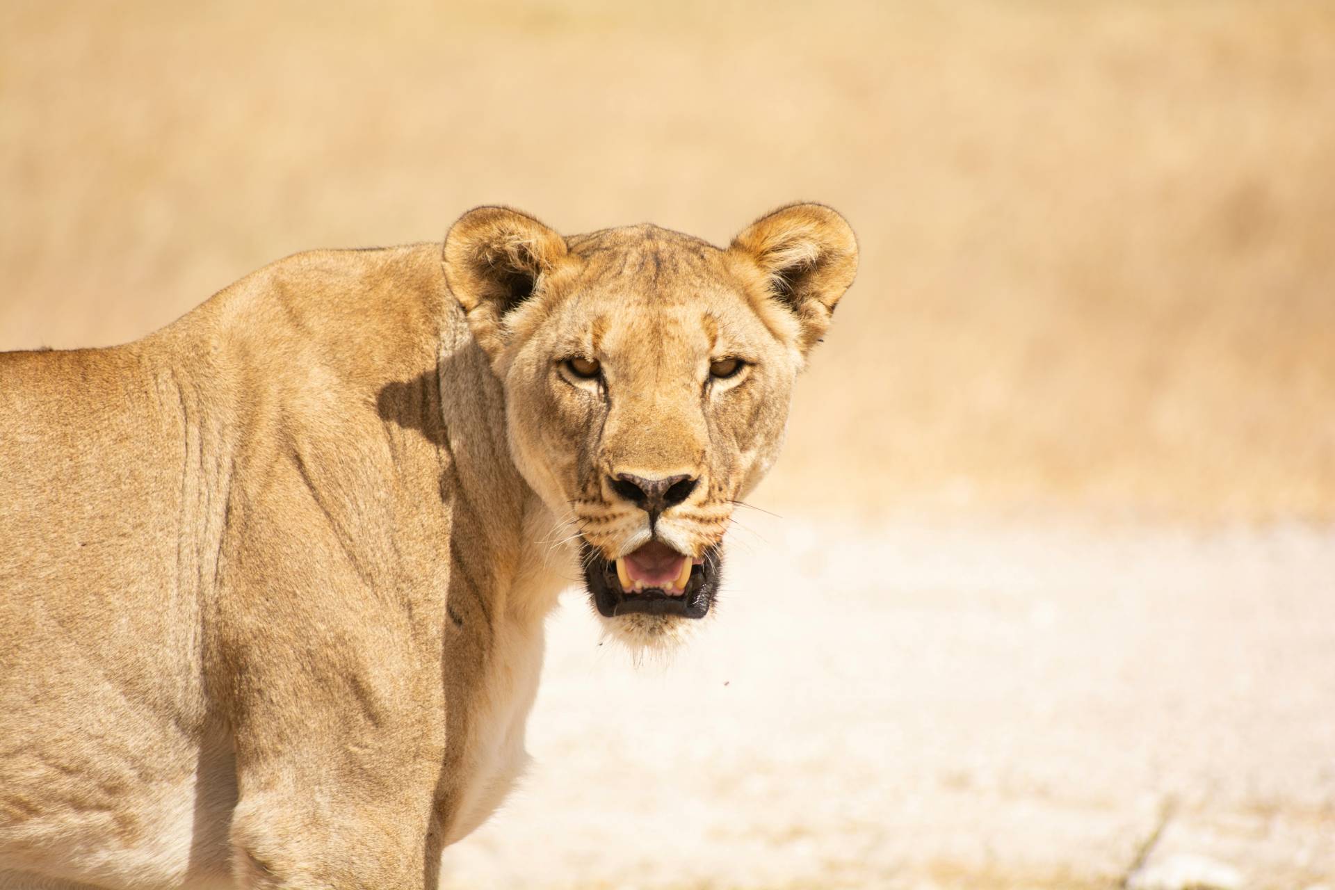 Lion in Etosha National Park