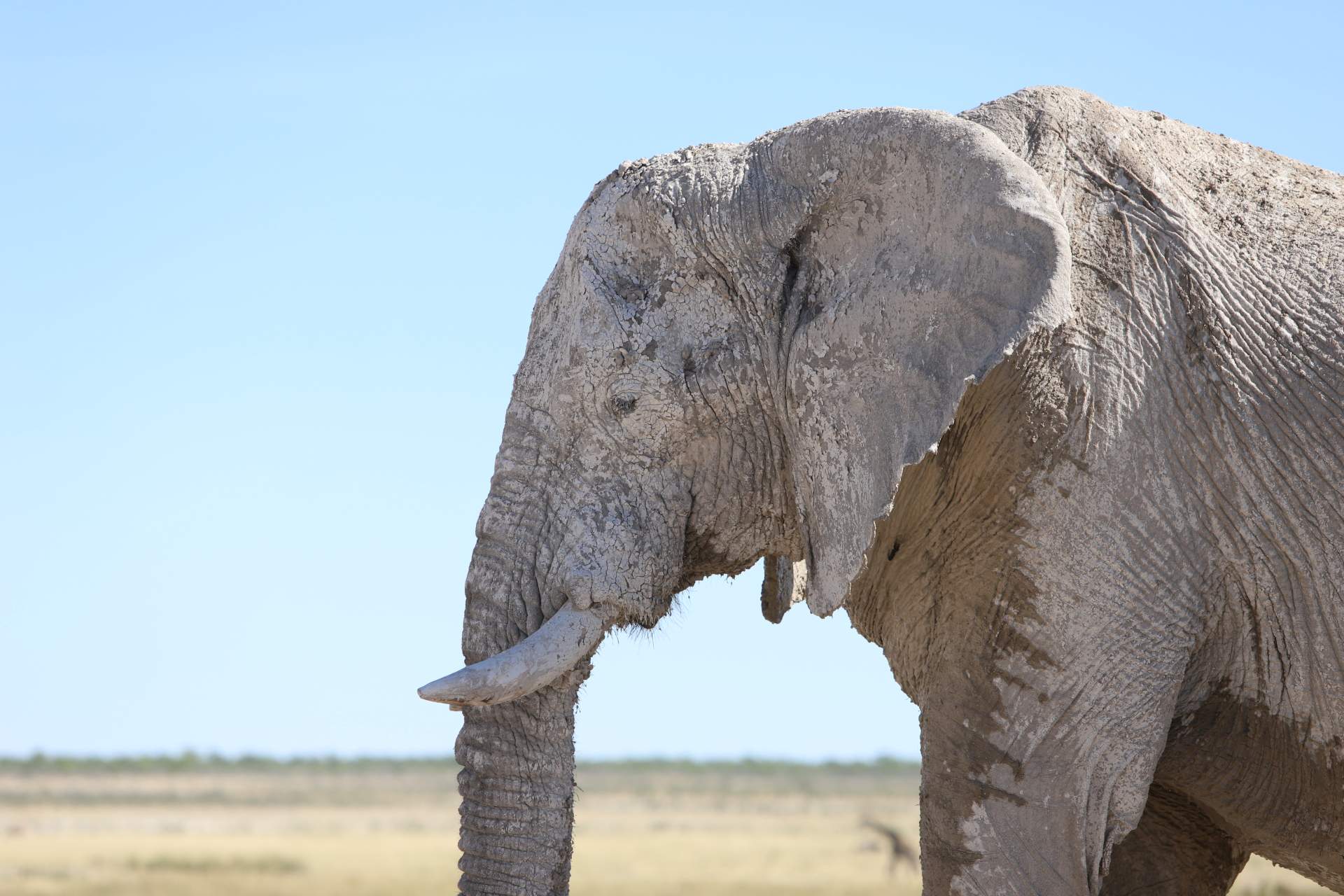 Elephant in Etosha National Park