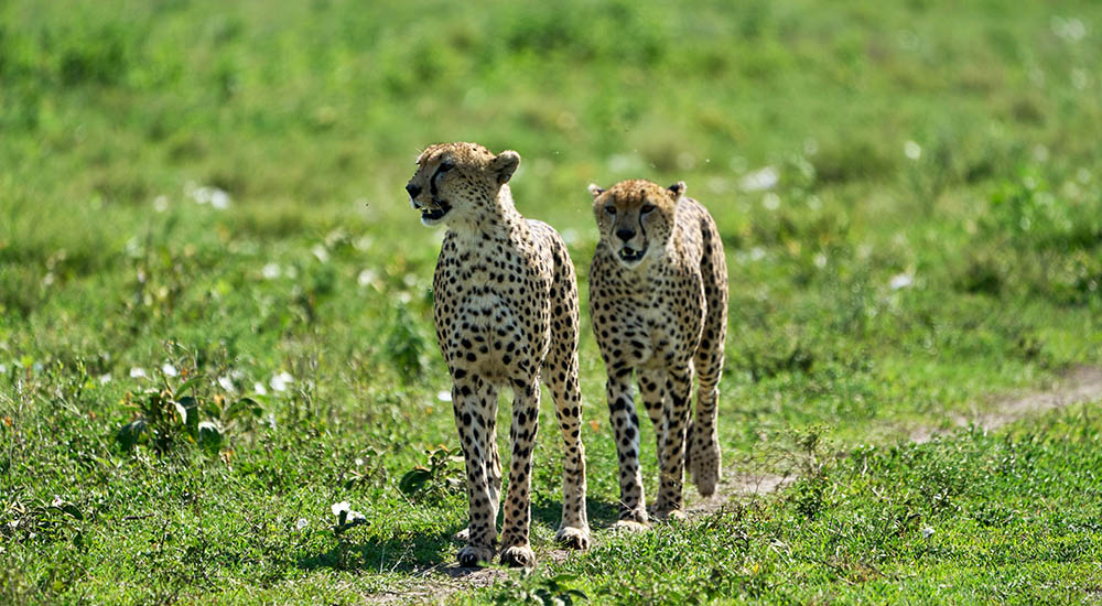 Cheetah in the Ngorongoro Crater