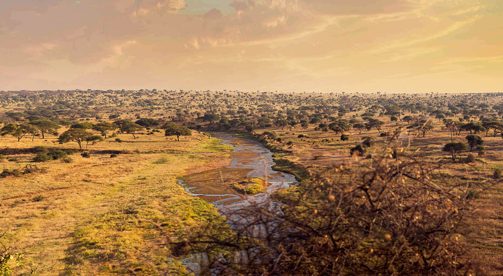Tarangire national park
