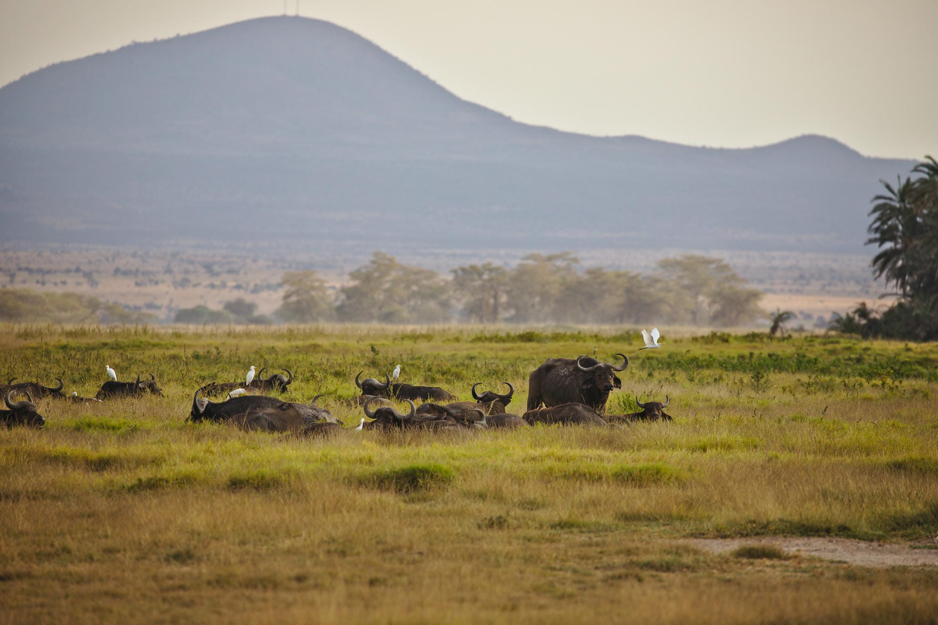 Buffalo resting in Amboseli National Park