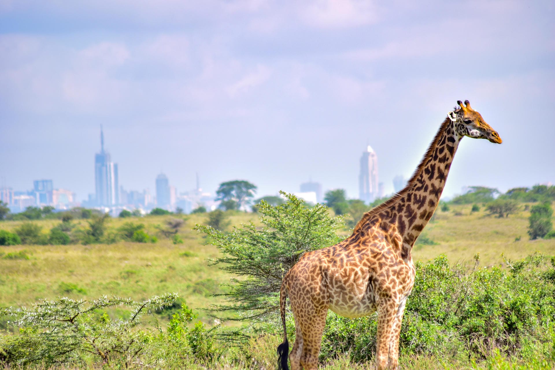 Giraffe in Nairobi National Park