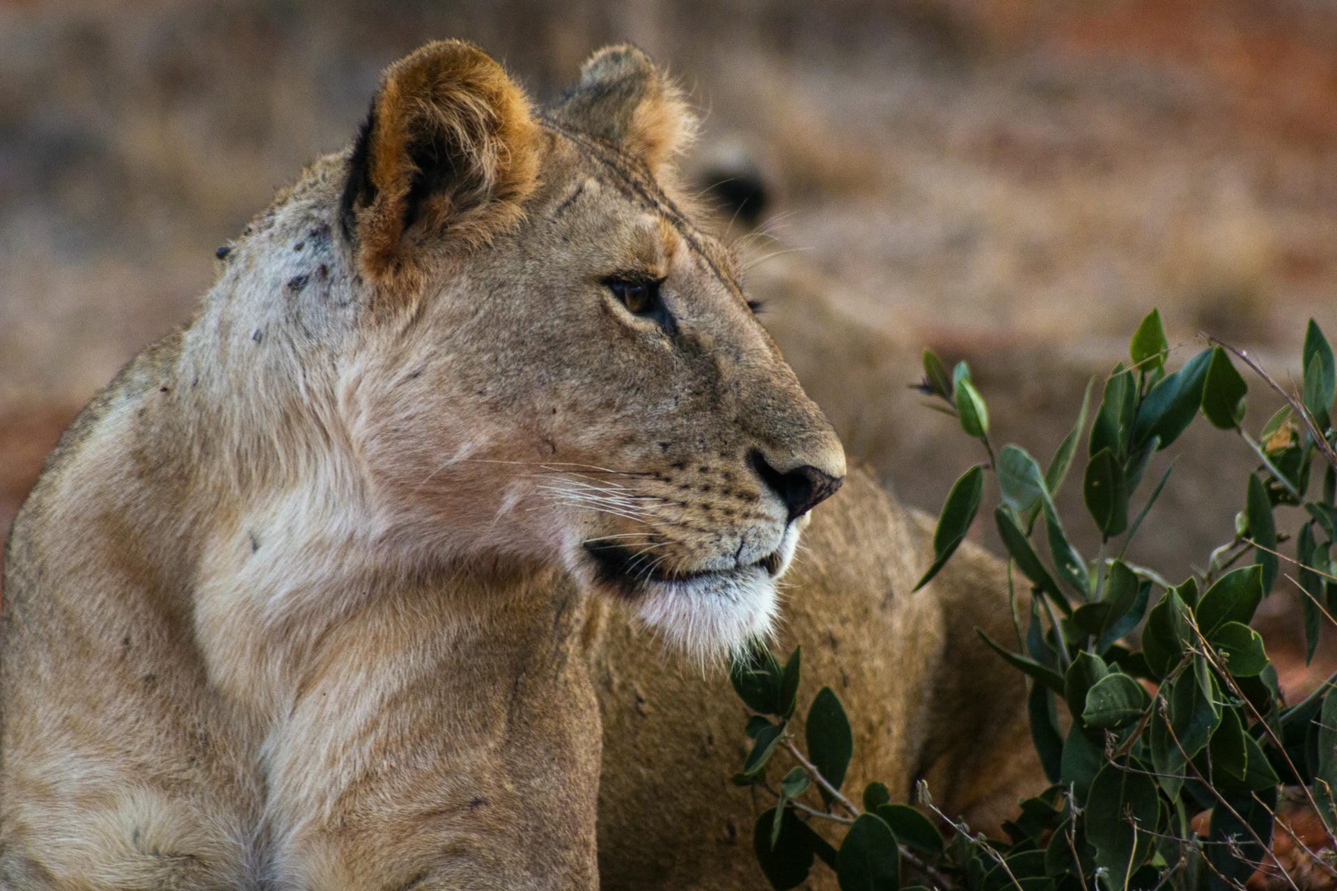 Lion in Tsavo National Park