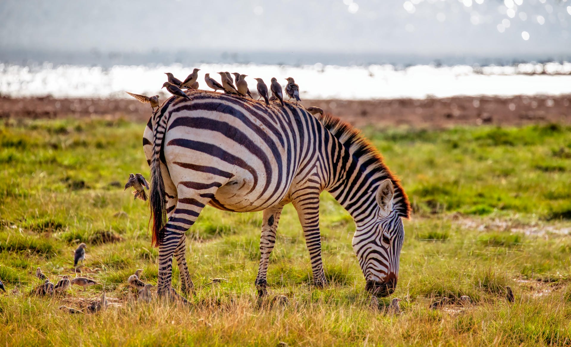 Zebra having its coat cleaned
