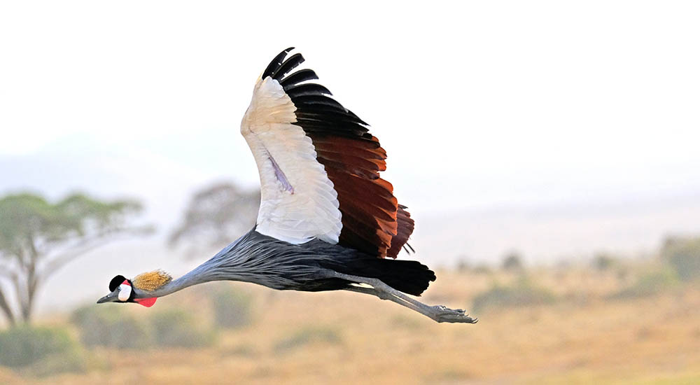 Crowned Crane in Tanzania
