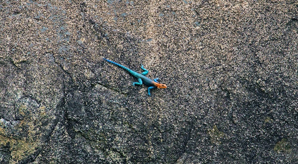 Siedleragame in Tanzania