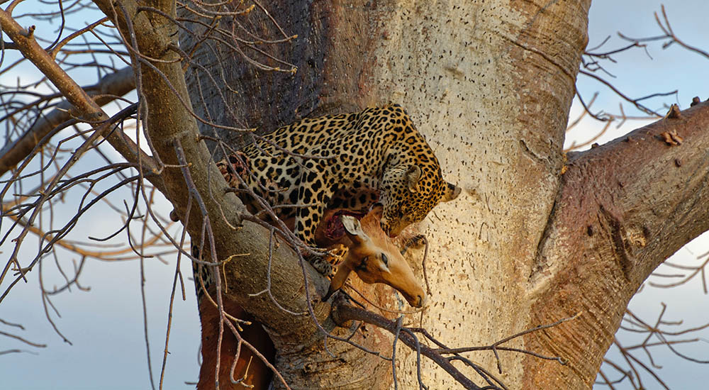 Leopard in the Ruaha national park