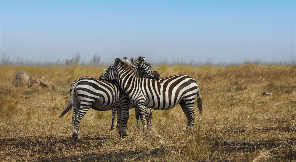 Zebras in the national park