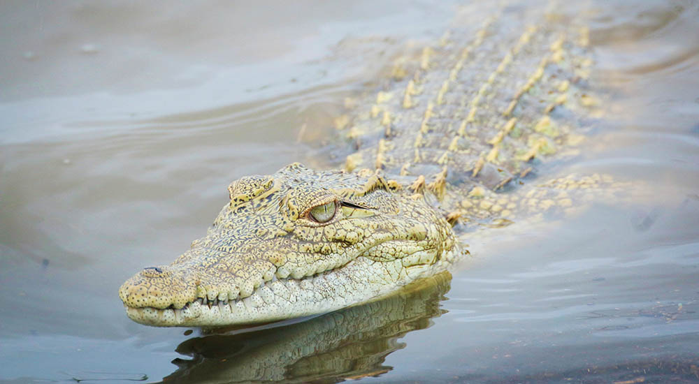 Crocodile in Tanzania