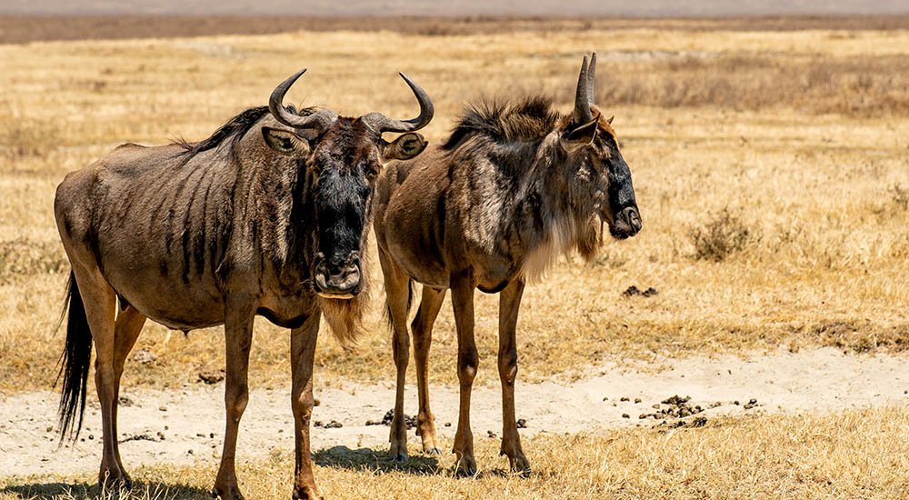 Wildebeest in Ngorongoro Crater