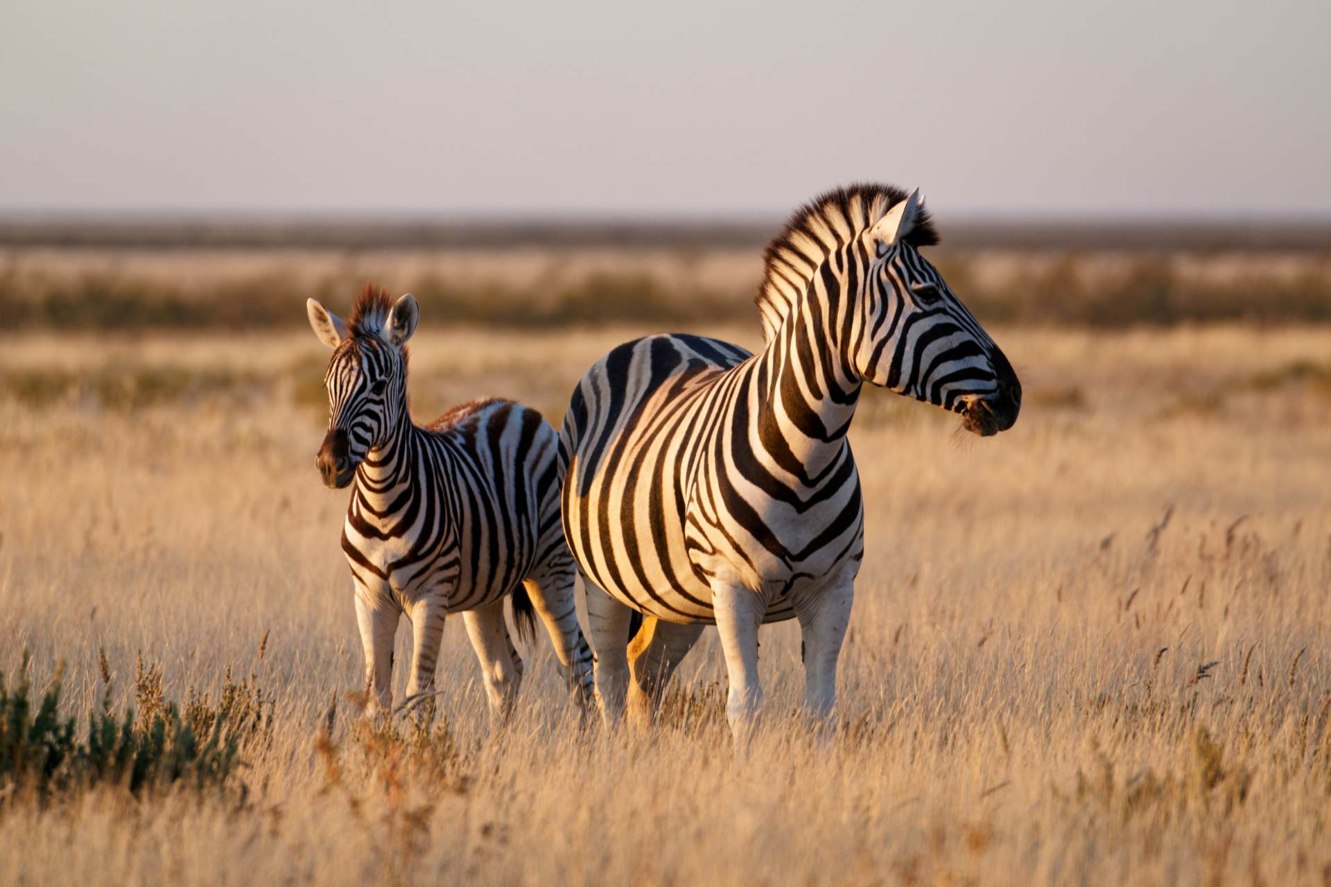 Zebras in Etosha National Park