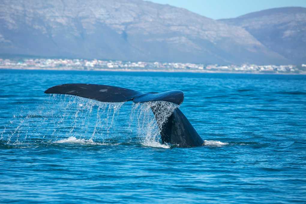 Walbeobachtung in Hermanus