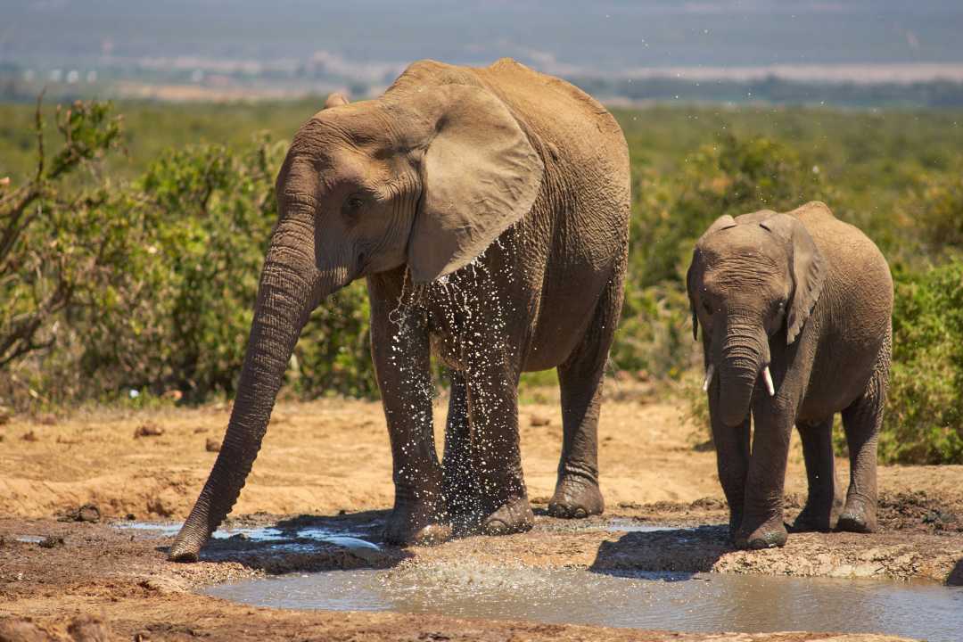 Elefanten auf Safari im Eastern Cape