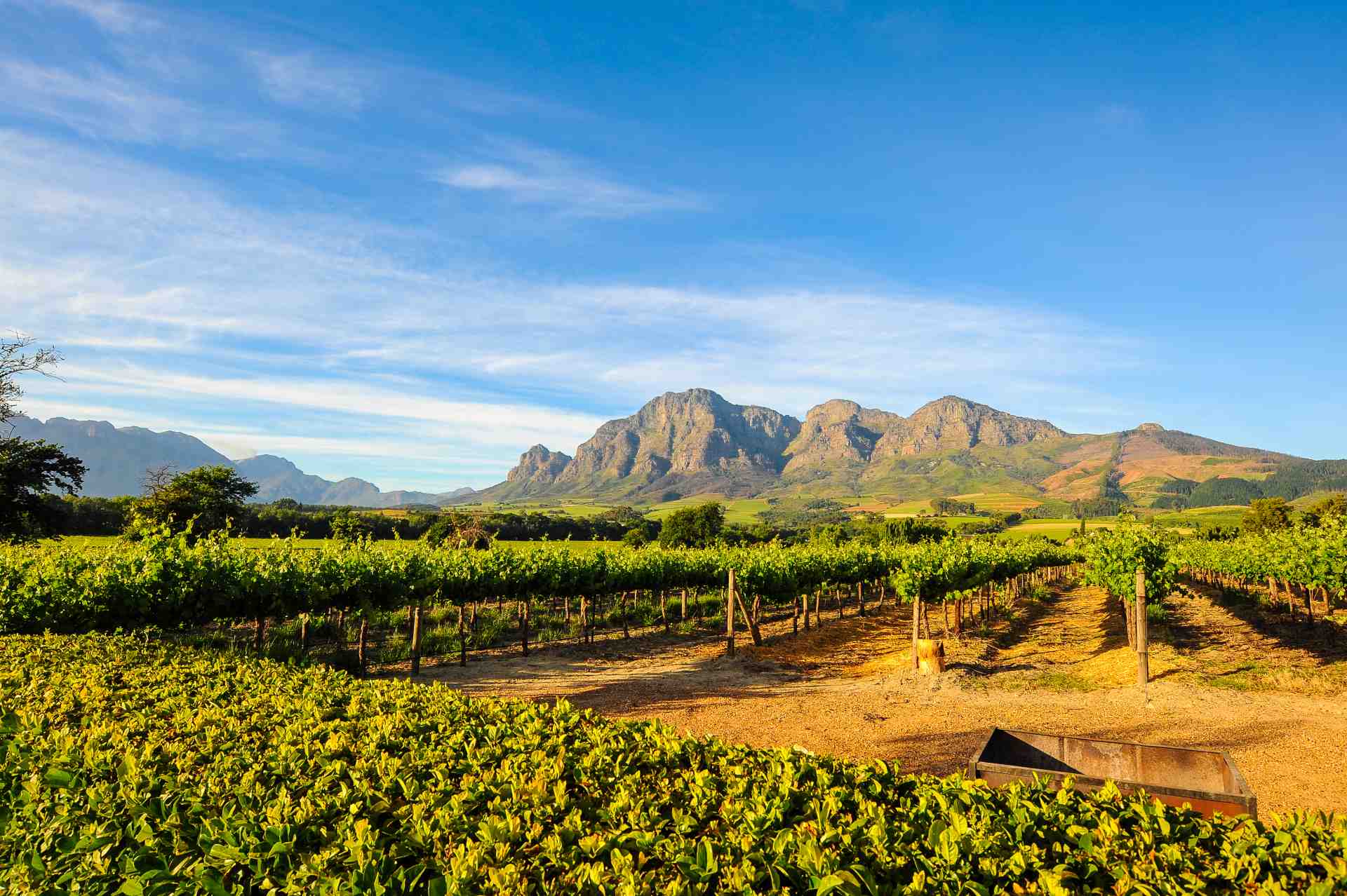 Weinregion Südafrika