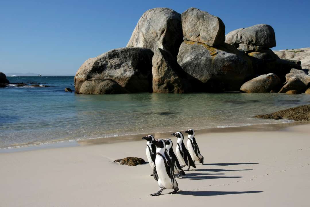 Pinguine am Boulders Beach