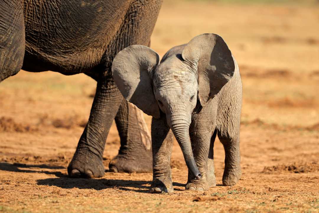 Elefanten auf Safari im Eastern Cape