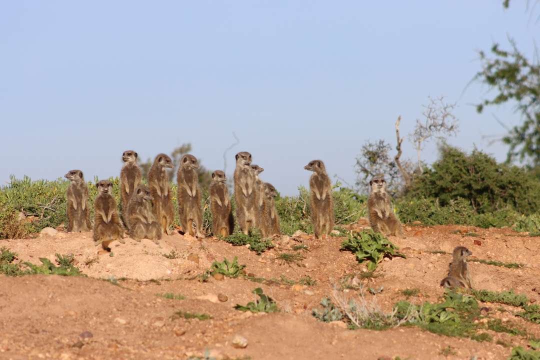 Erdmännchen bei Oudtshoorn