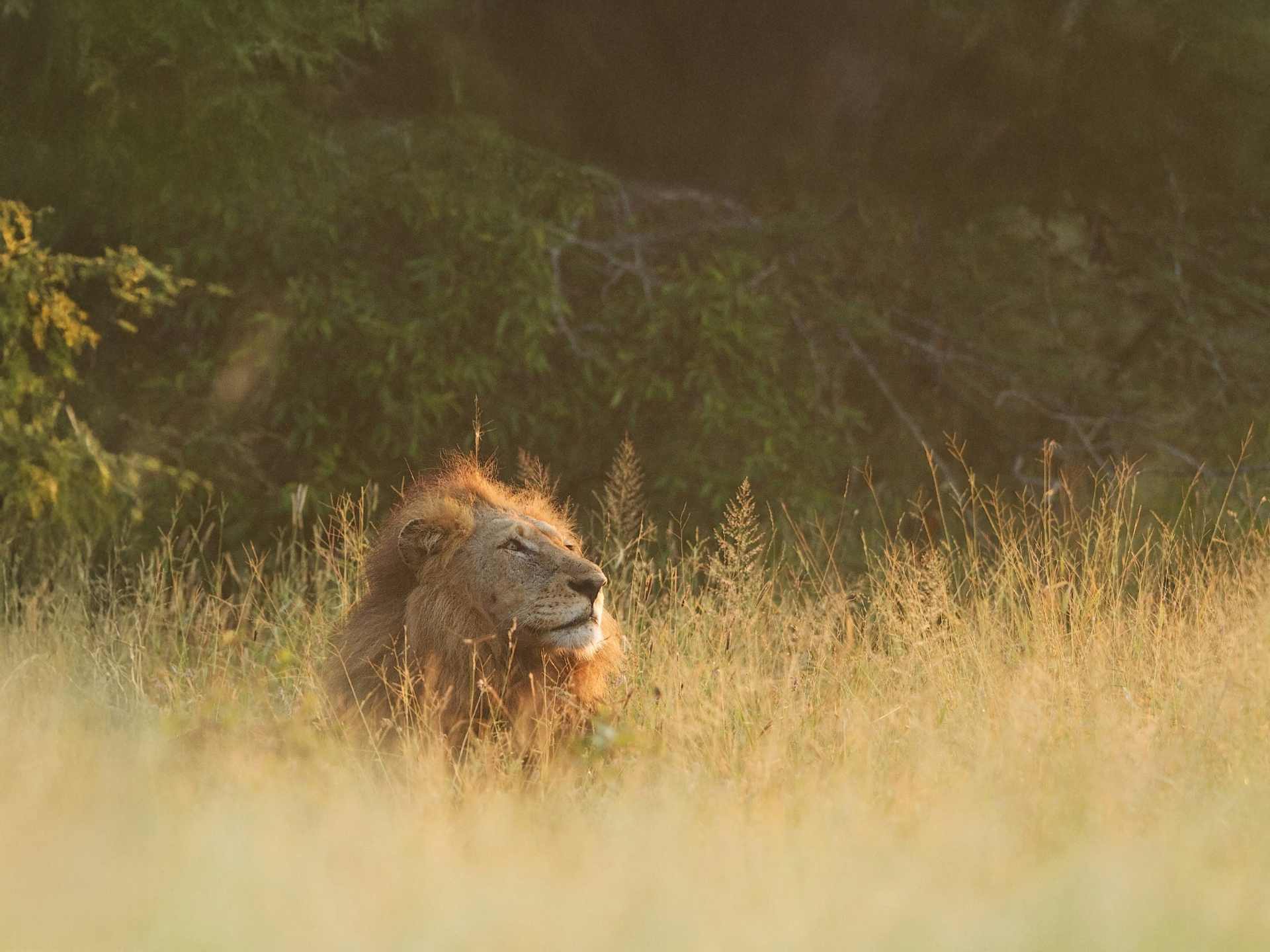 Löwe im Krüger Nationalpark