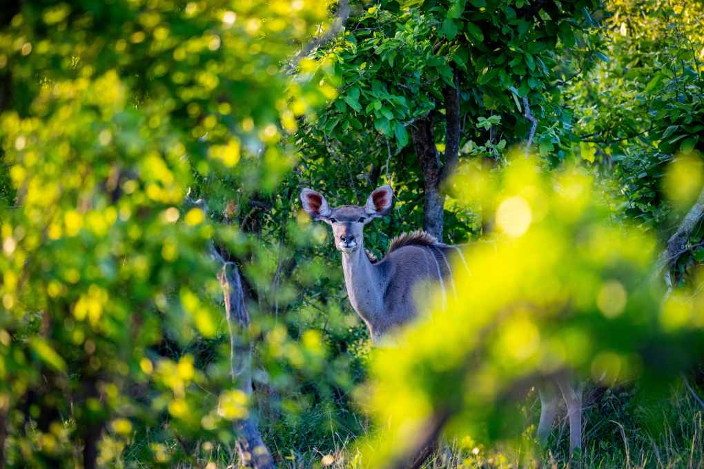 Kudu im Busch
