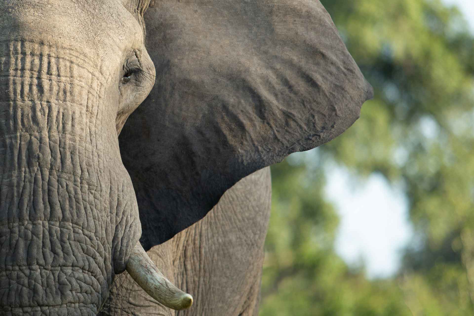 Elefant im Krüger Nationalpark